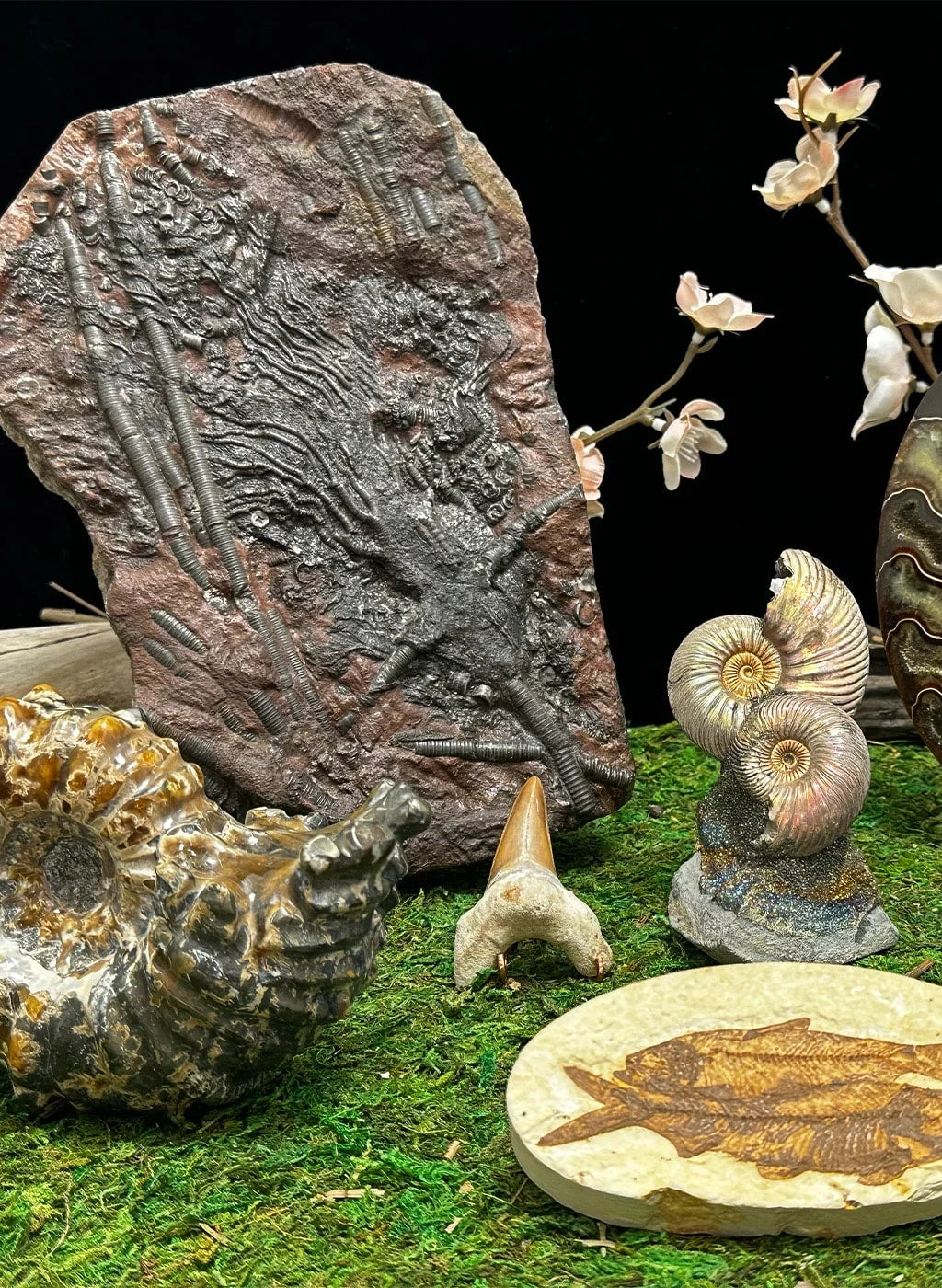 Fossils – Prospectors Crystals, Rocks & Gift Shop