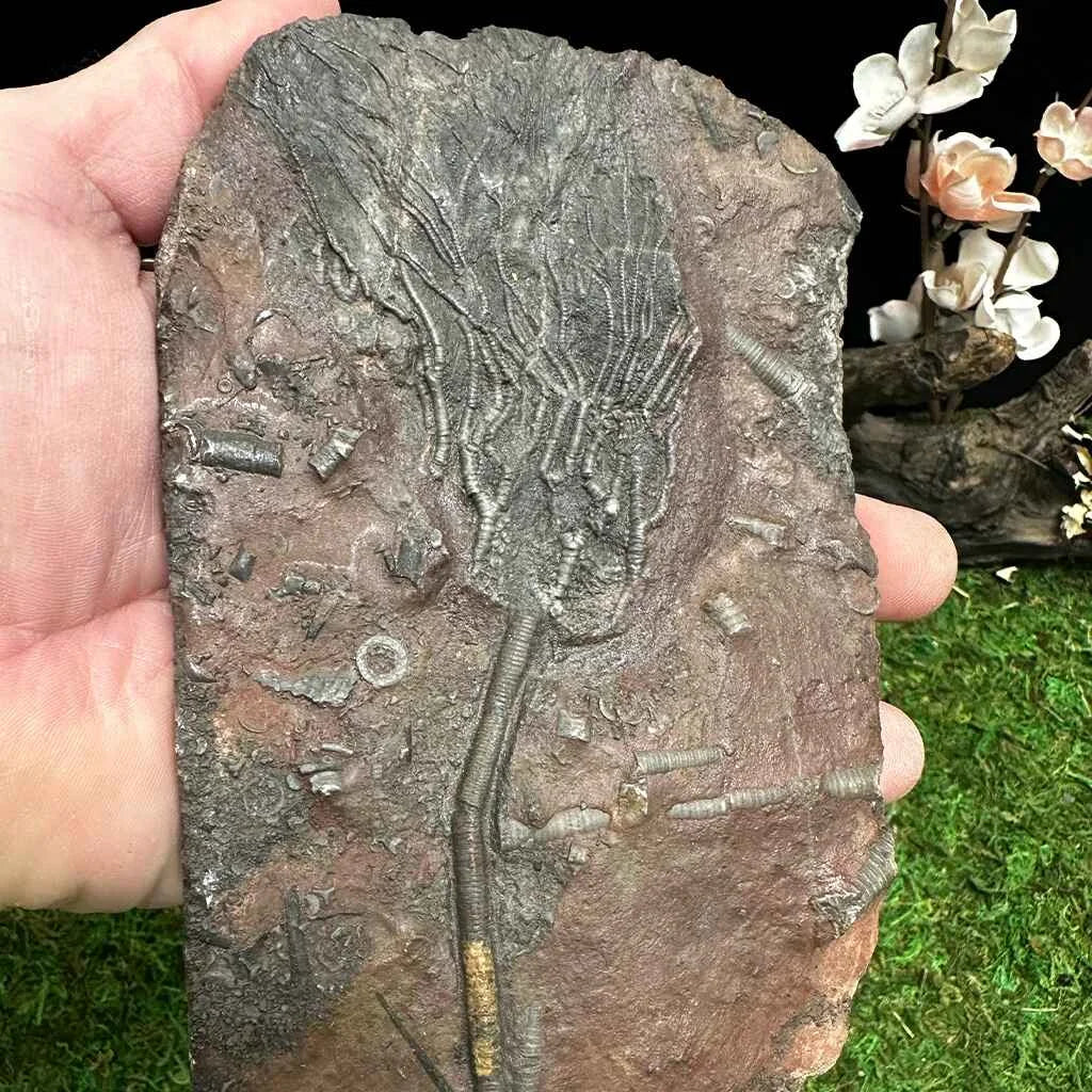 4" Scyphocrinites Fossil Crinoid A