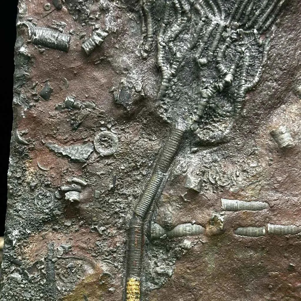 4" Scyphocrinites Fossil Crinoid A