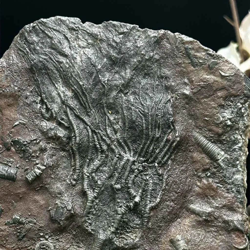 4" Scyphocrinites Fossil Crinoid A