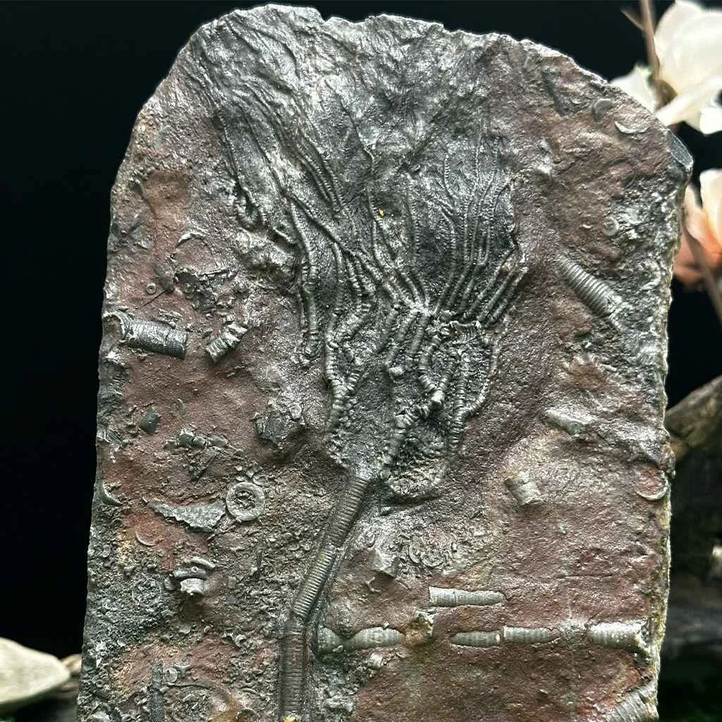 4" Scyphocrinites Fossil Crinoid A