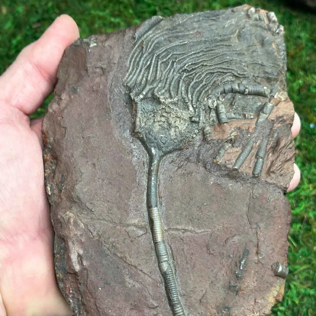 4.75" Scyphocrinites Fossil Crinoid B