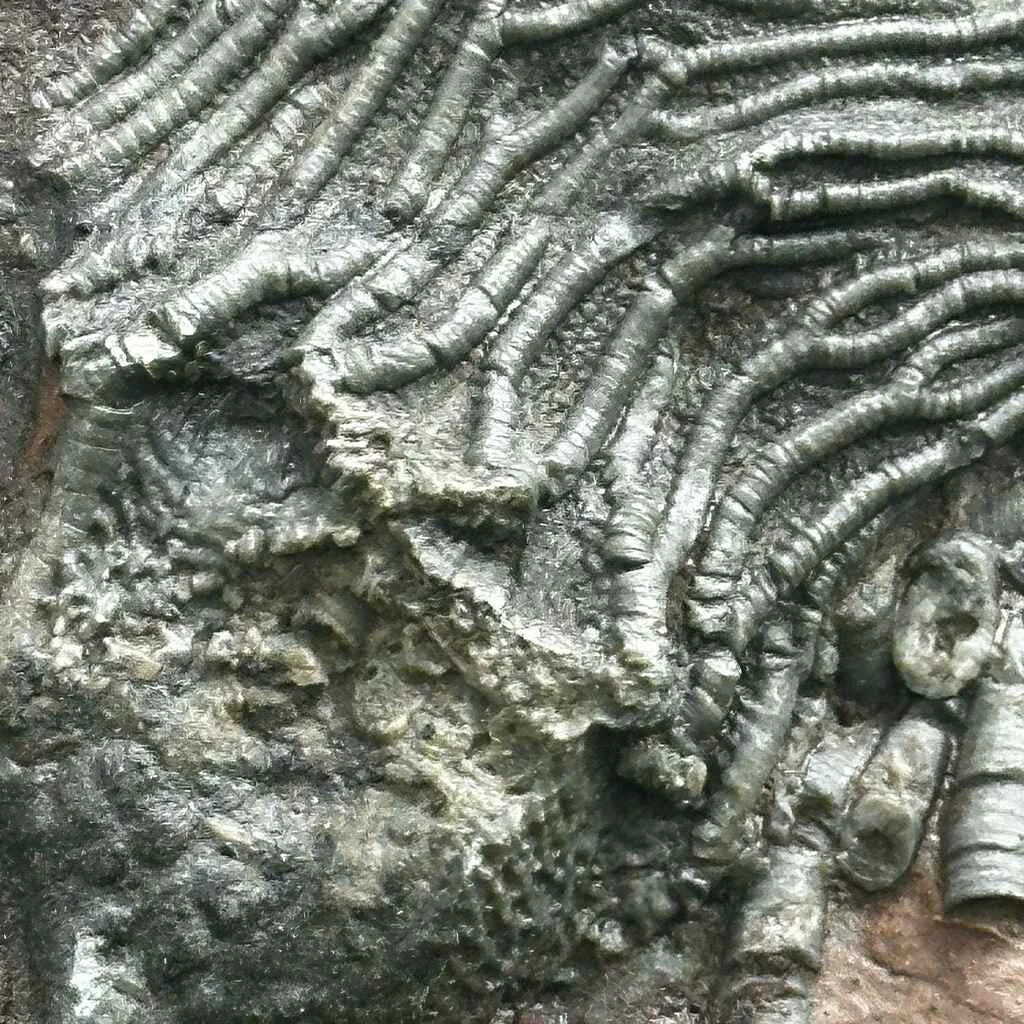 4.75" Scyphocrinites Fossil Crinoid B