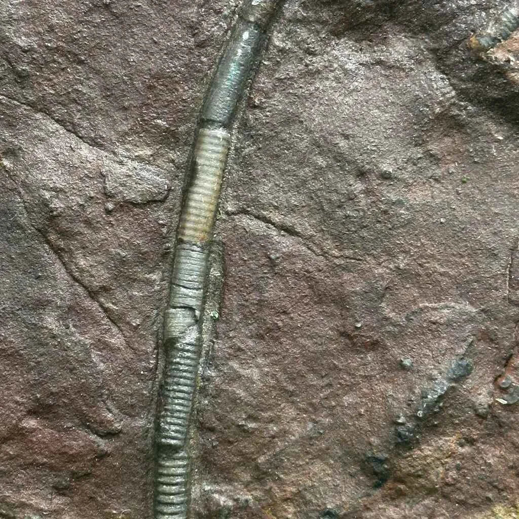 4.75" Scyphocrinites Fossil Crinoid B
