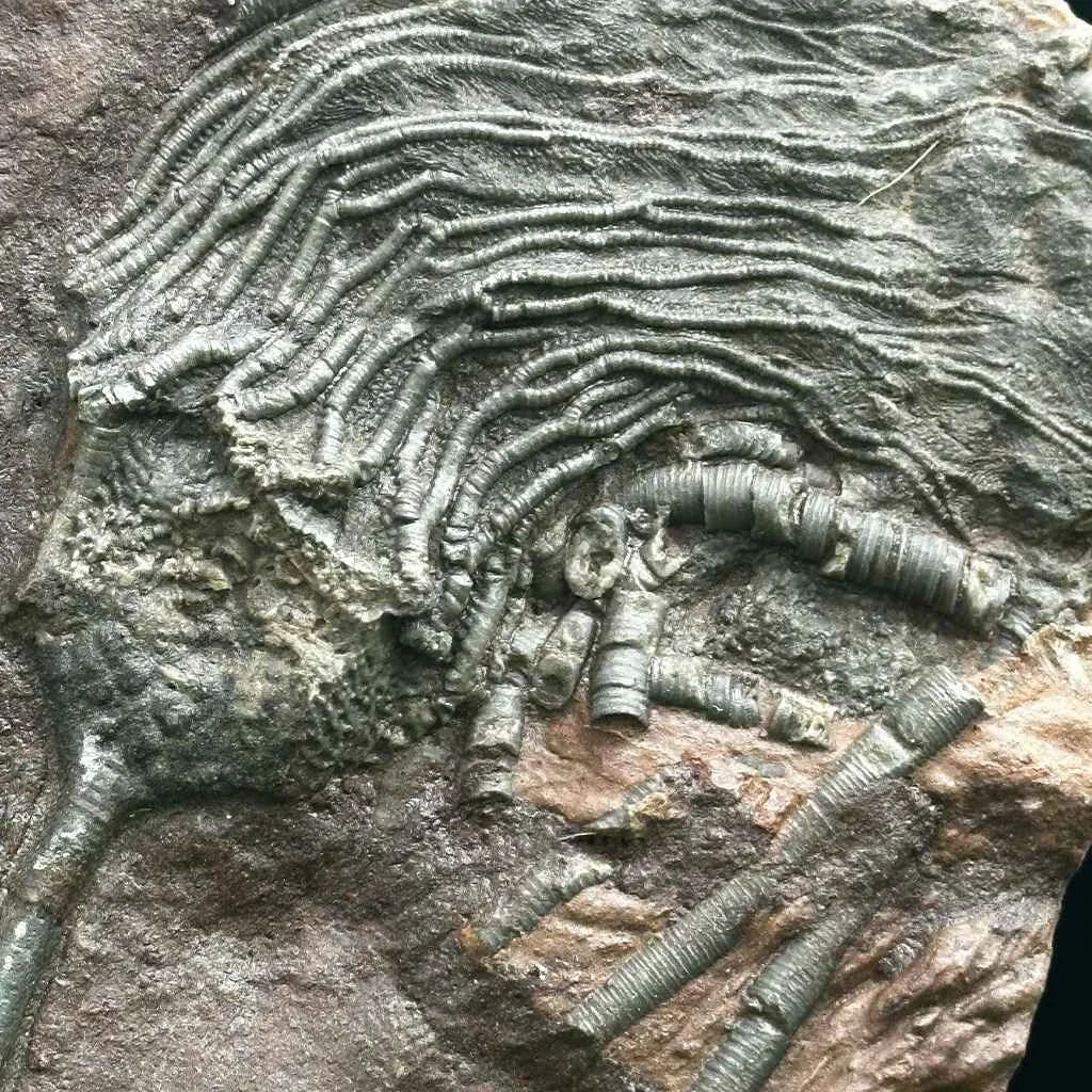 4.75" Scyphocrinites Fossil Crinoid B