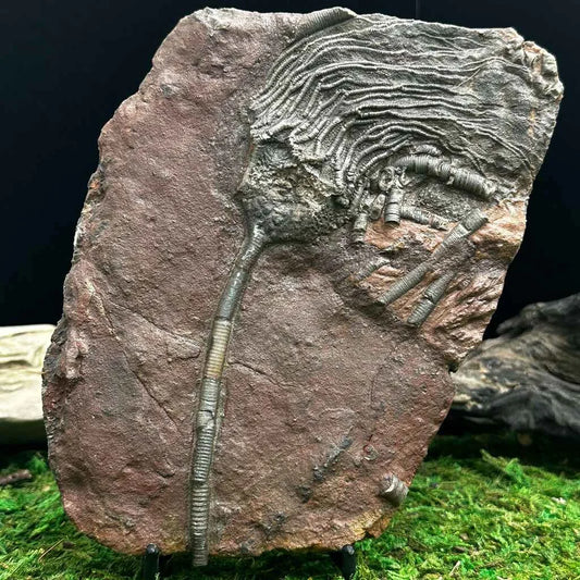 4.75" Scyphocrinites Fossil Crinoid B