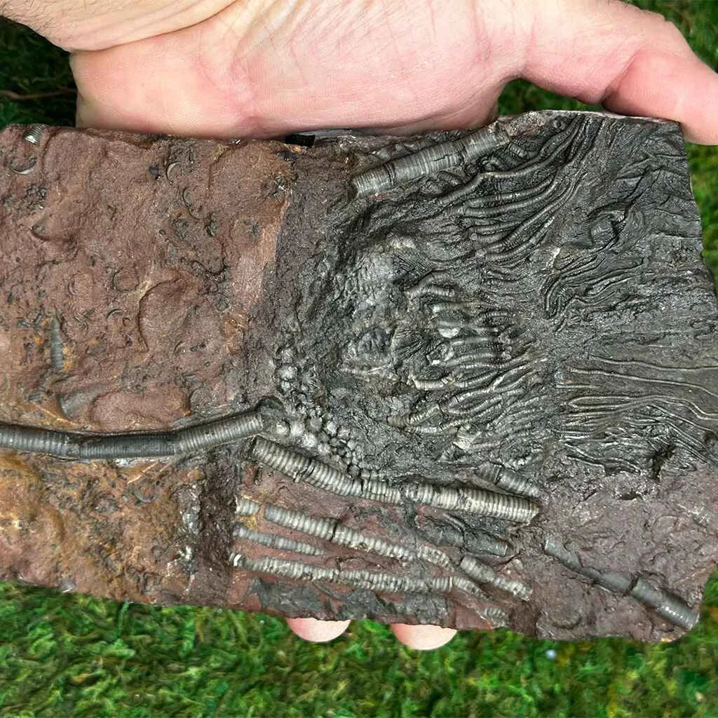 4.75" Scyphocrinites Fossil Crinoid C
