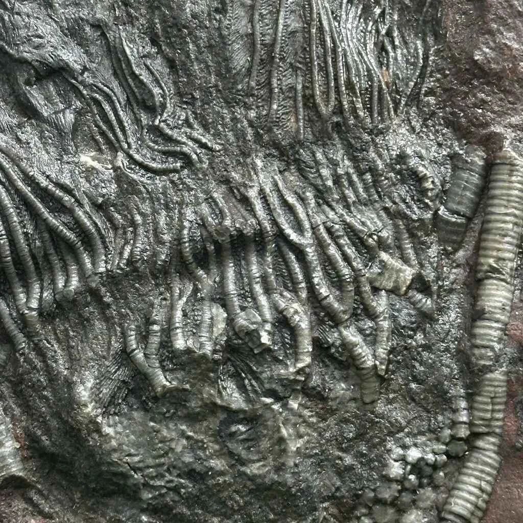 4.75" Scyphocrinites Fossil Crinoid C