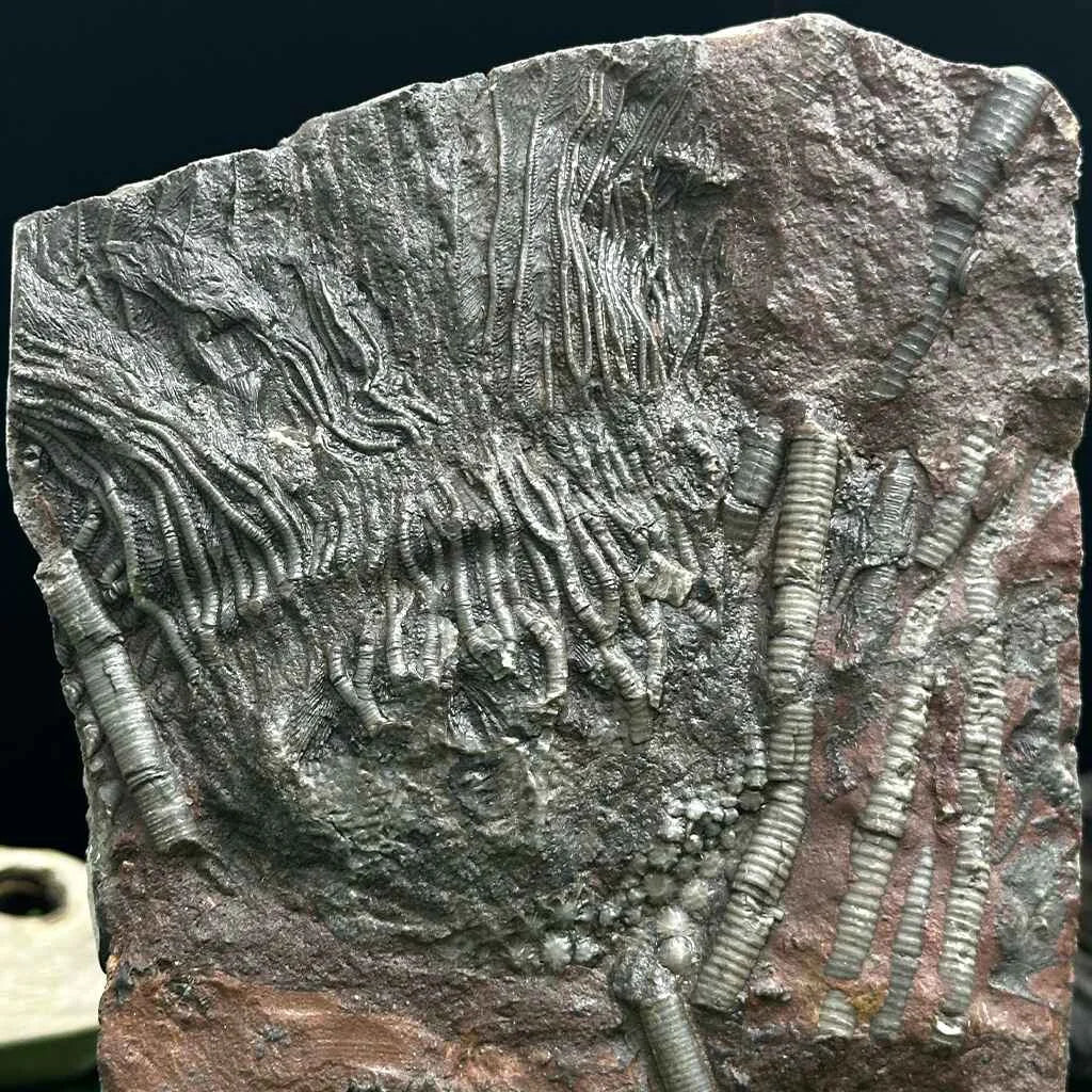 4.75" Scyphocrinites Fossil Crinoid C