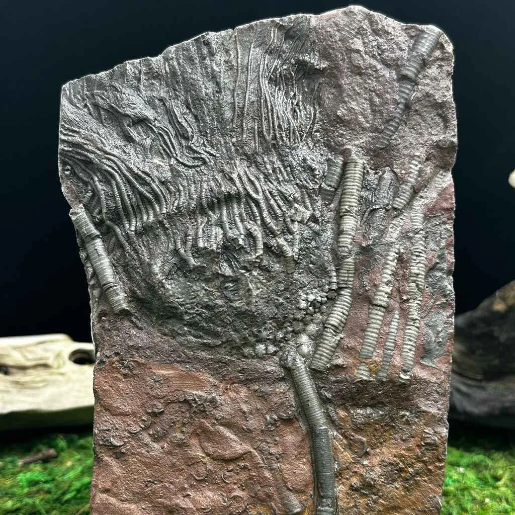 4.75" Scyphocrinites Fossil Crinoid C