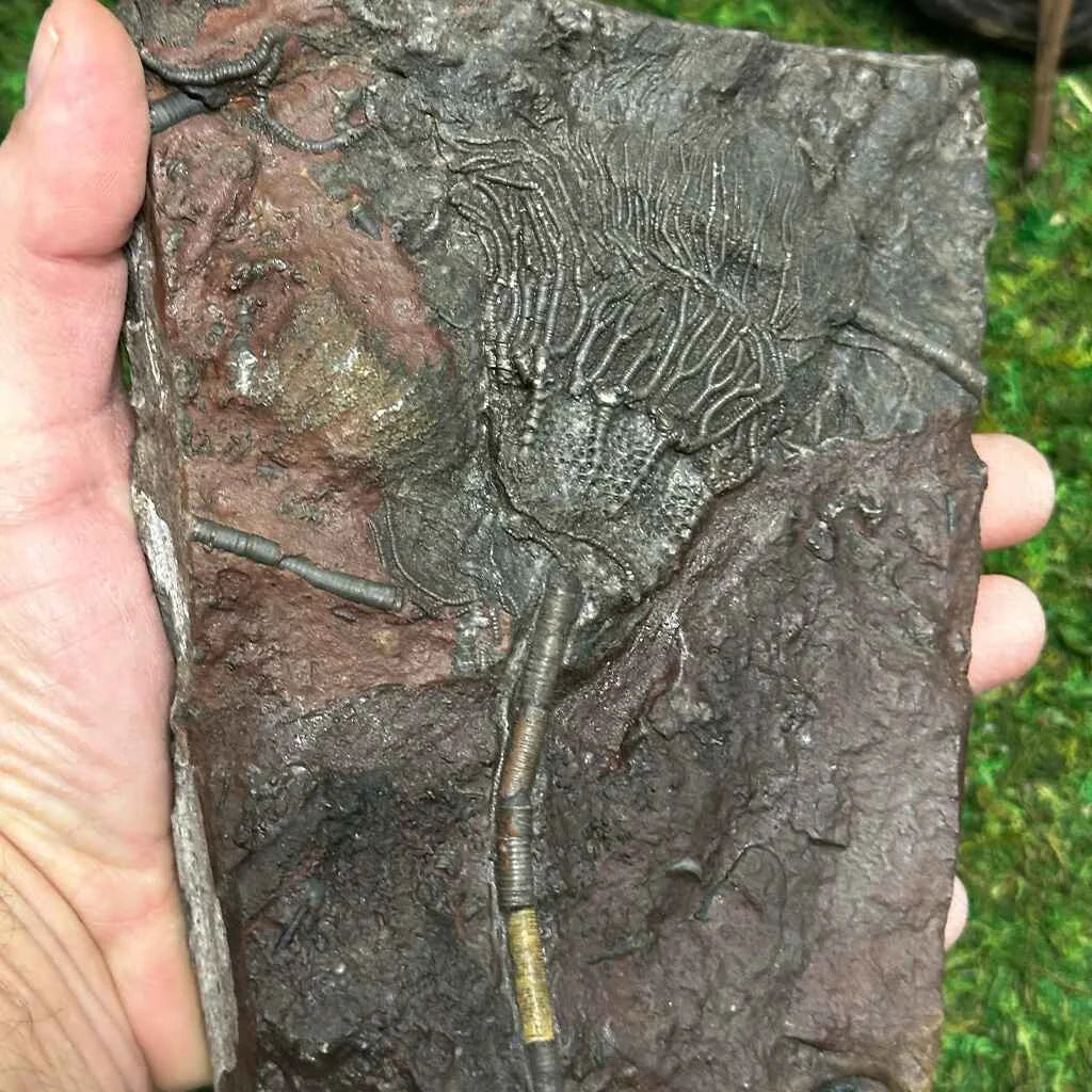 5" Scyphocrinites Fossil Crinoid E