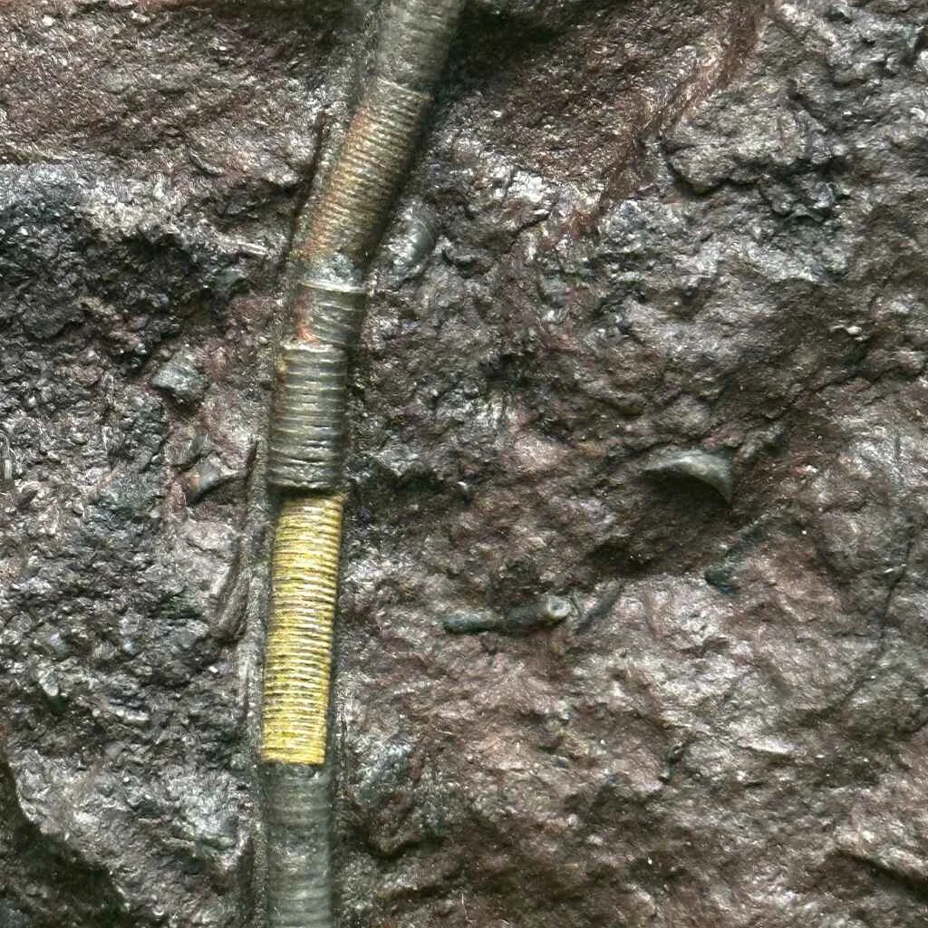 5" Scyphocrinites Fossil Crinoid E