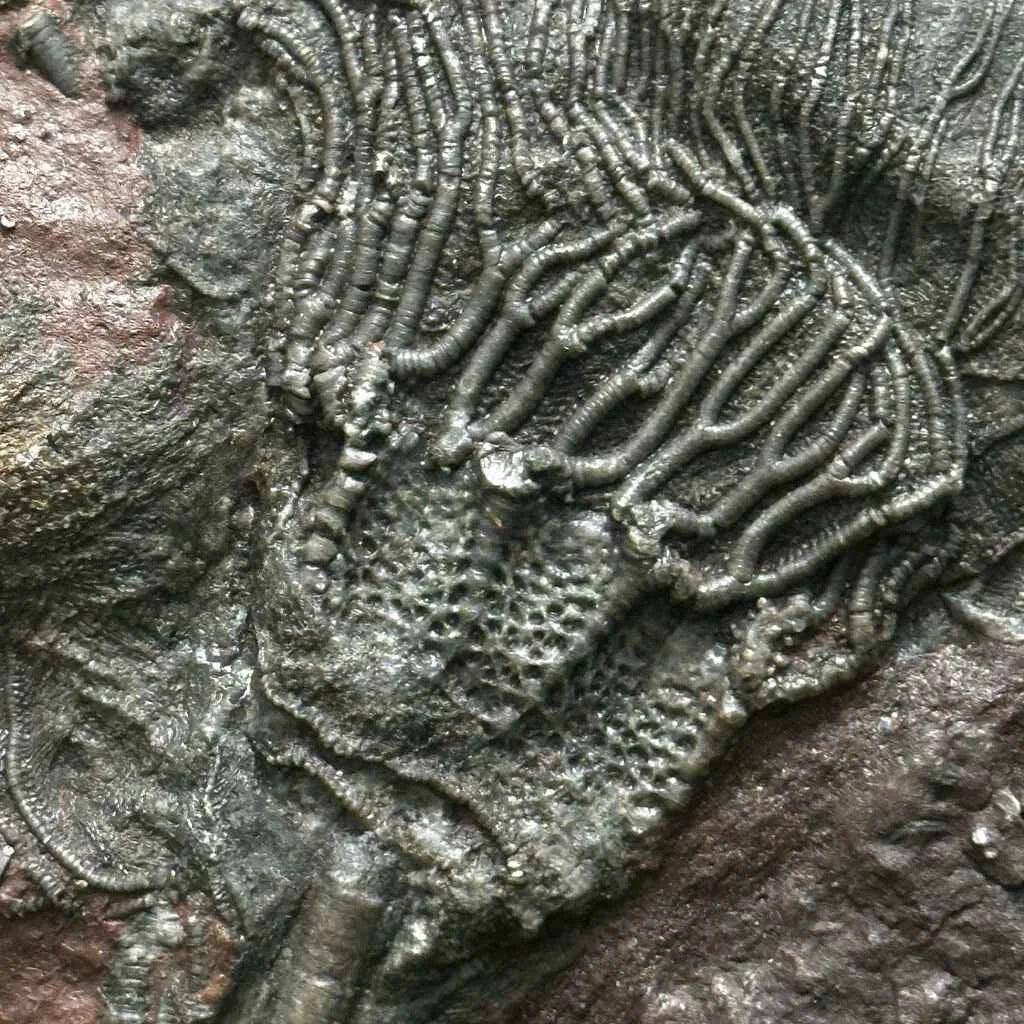 5" Scyphocrinites Fossil Crinoid E
