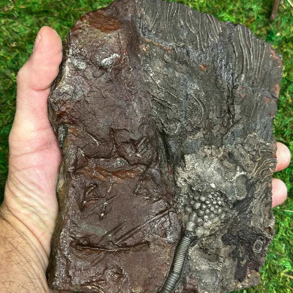5.25" Scyphocrinites Fossil Crinoid F