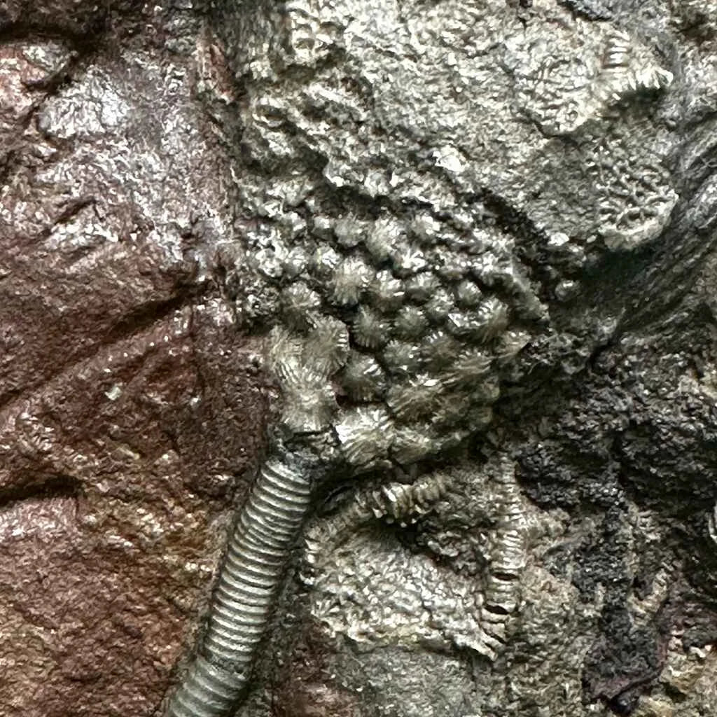 5.25" Scyphocrinites Fossil Crinoid F