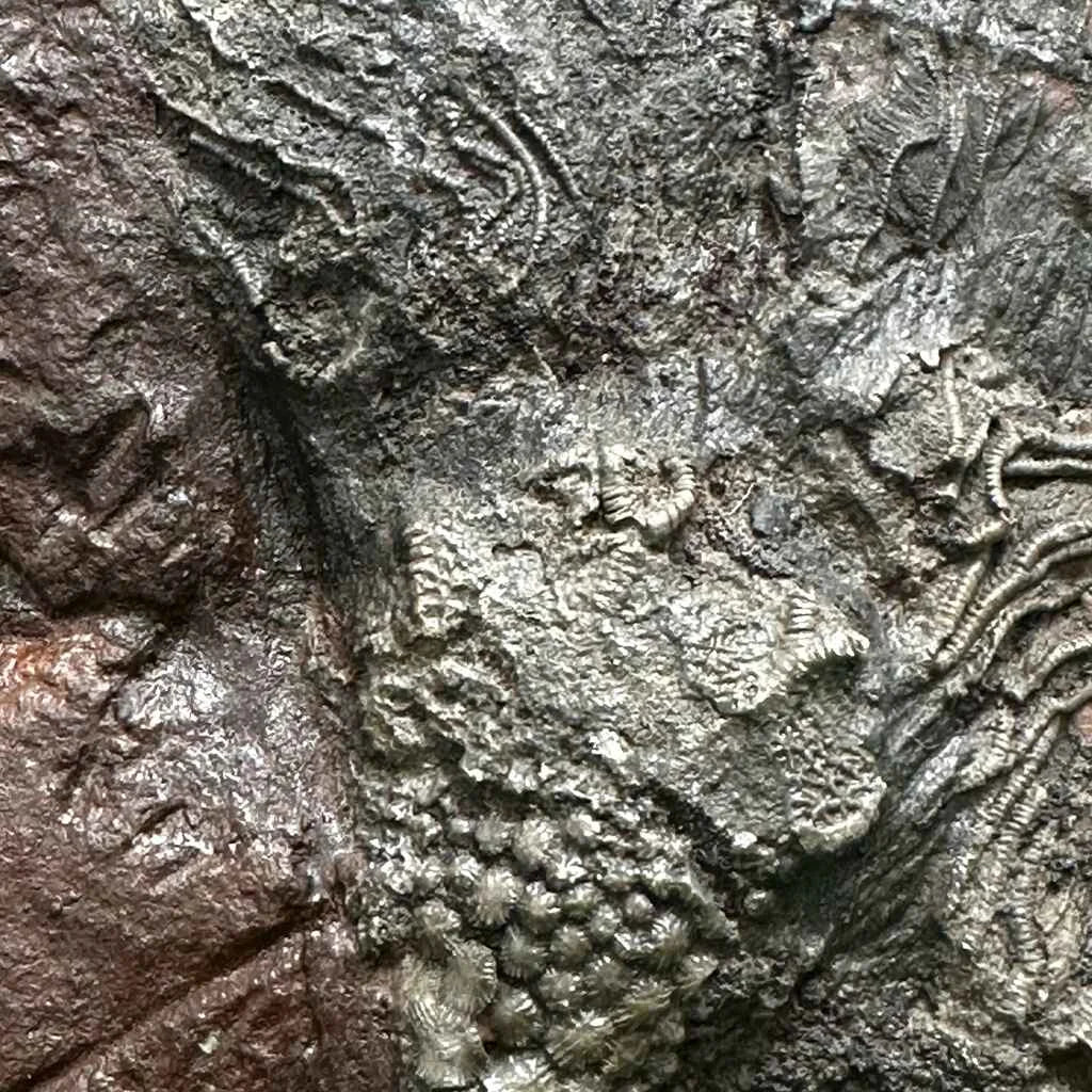5.25" Scyphocrinites Fossil Crinoid F
