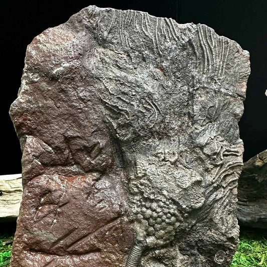 5.25" Scyphocrinites Fossil Crinoid F