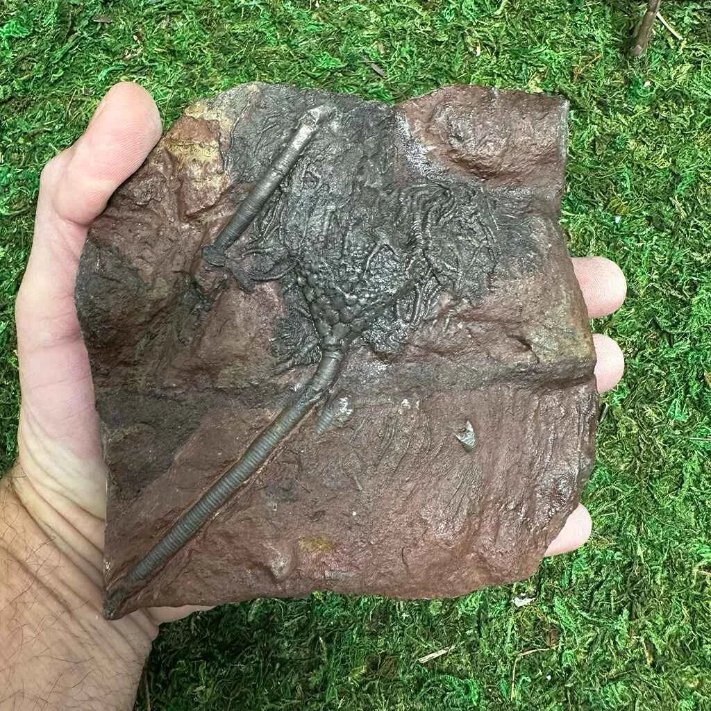 5.25" Scyphocrinites Fossil Crinoid G