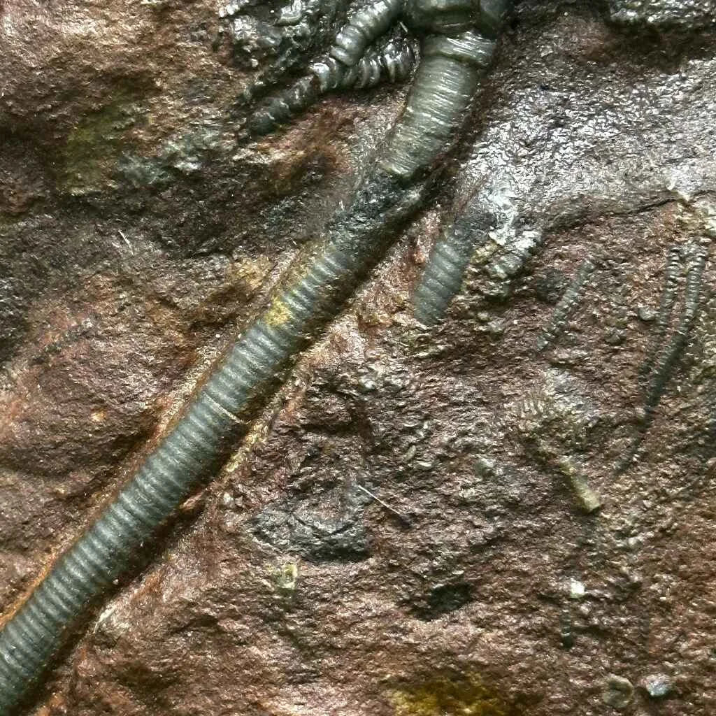 5.25" Scyphocrinites Fossil Crinoid G