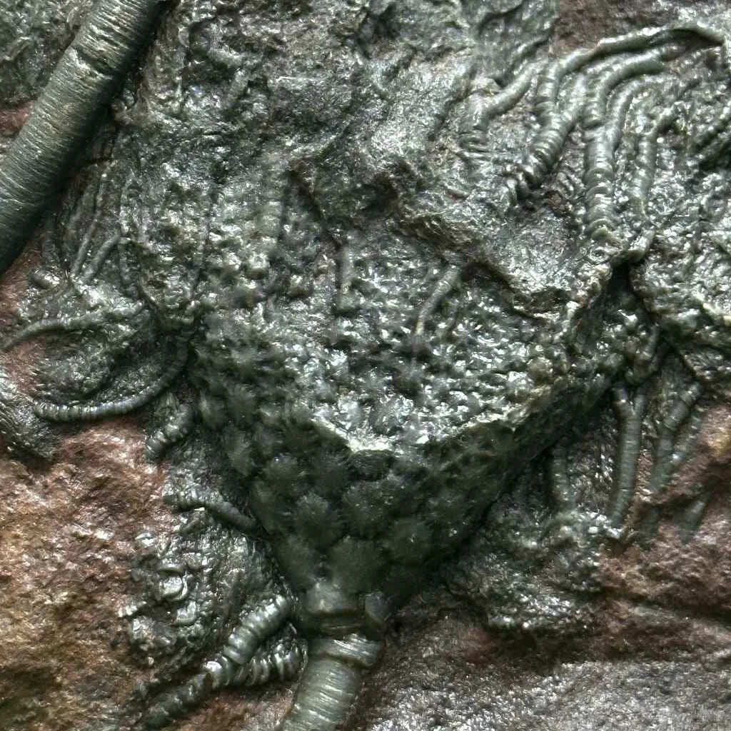 5.25" Scyphocrinites Fossil Crinoid G