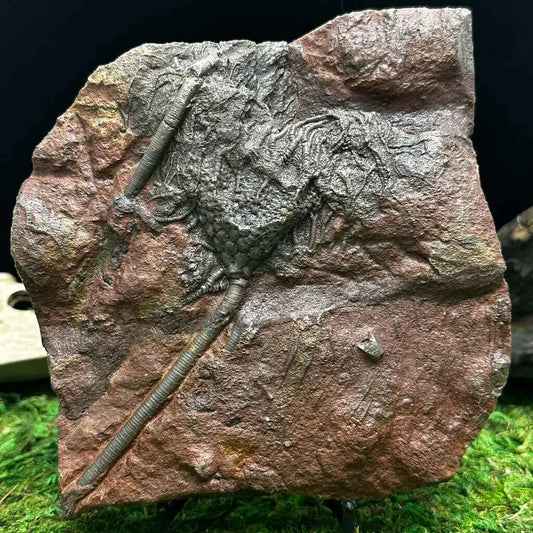 5.25" Scyphocrinites Fossil Crinoid G