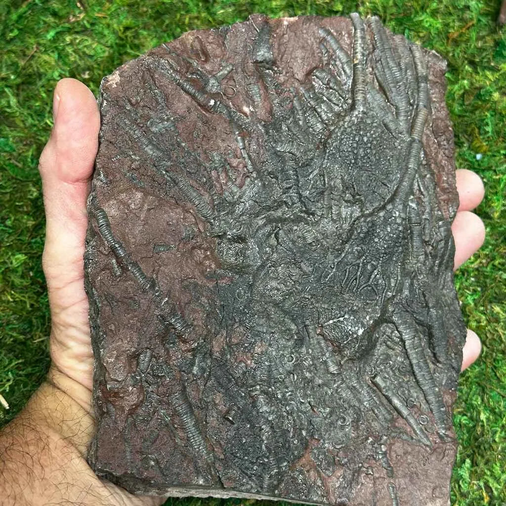 5.5" Scyphocrinites Fossil Crinoid H