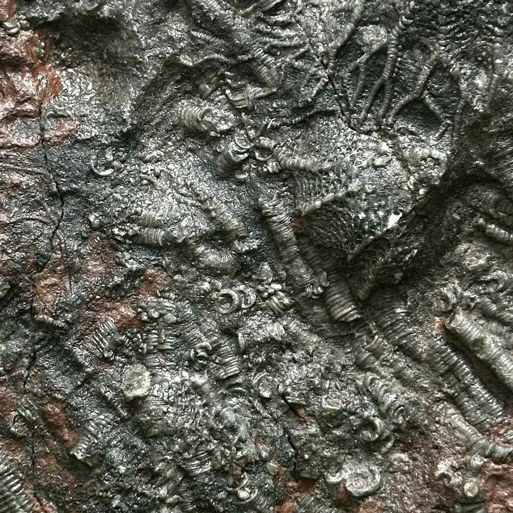 5.5" Scyphocrinites Fossil Crinoid H
