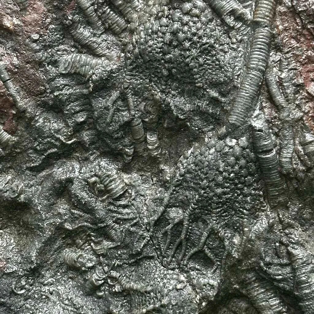 5.5" Scyphocrinites Fossil Crinoid H