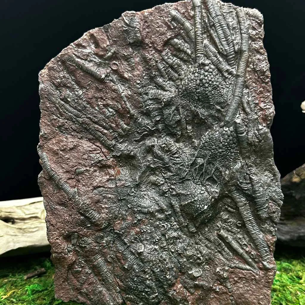 5.5" Scyphocrinites Fossil Crinoid H