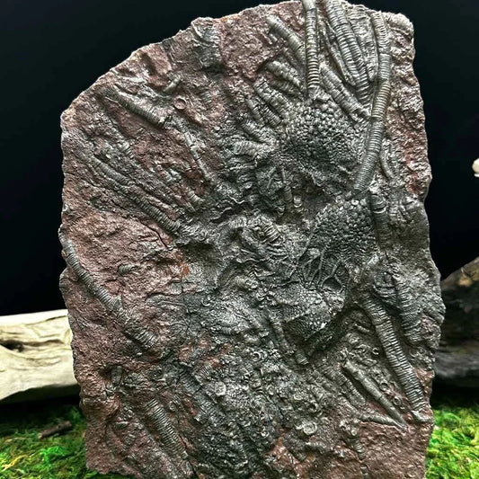 5.5" Scyphocrinites Fossil Crinoid H