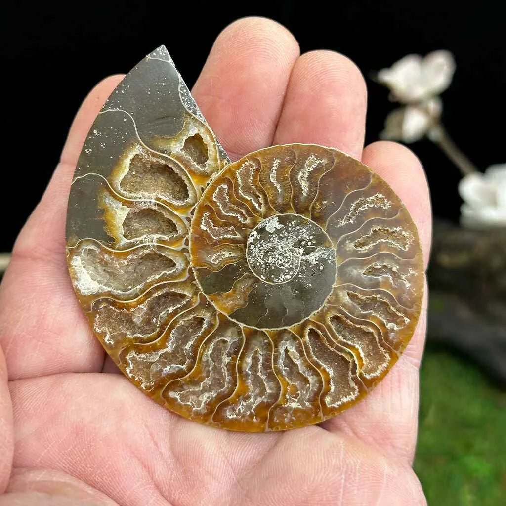 2.5" Cleoniceras Ammonite Halves A