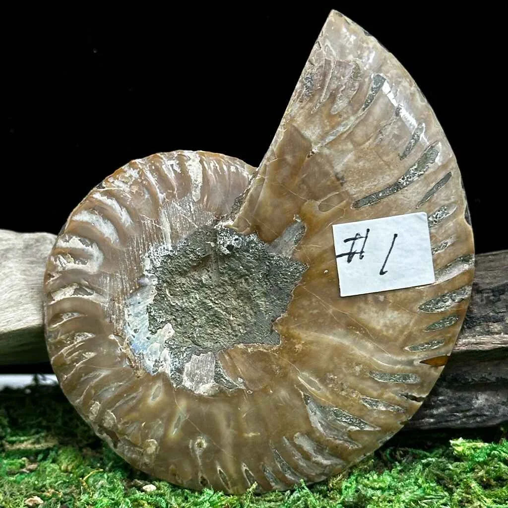 2.5" Cleoniceras Ammonite Halves A