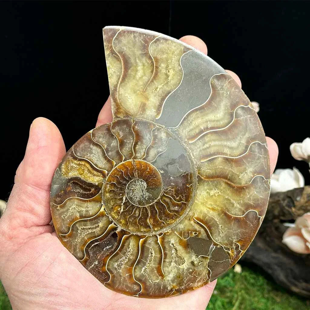4.3" Cleoniceras Ammonite Halves E