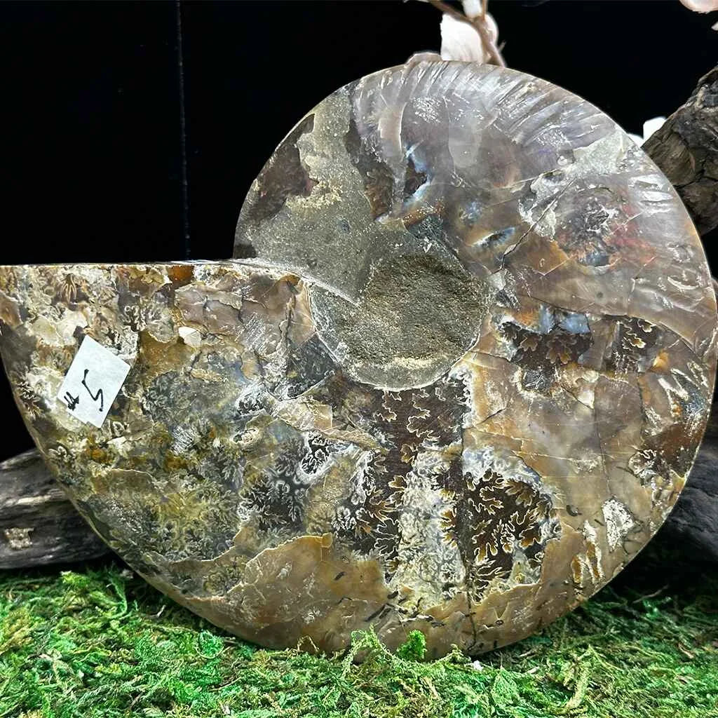4.3" Cleoniceras Ammonite Halves E