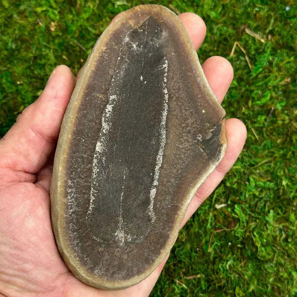 3" Illinois Fern Fossils B