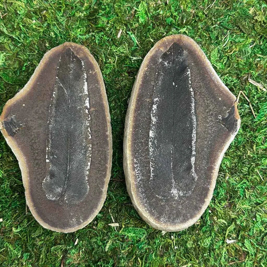 3" Illinois Fern Fossils B
