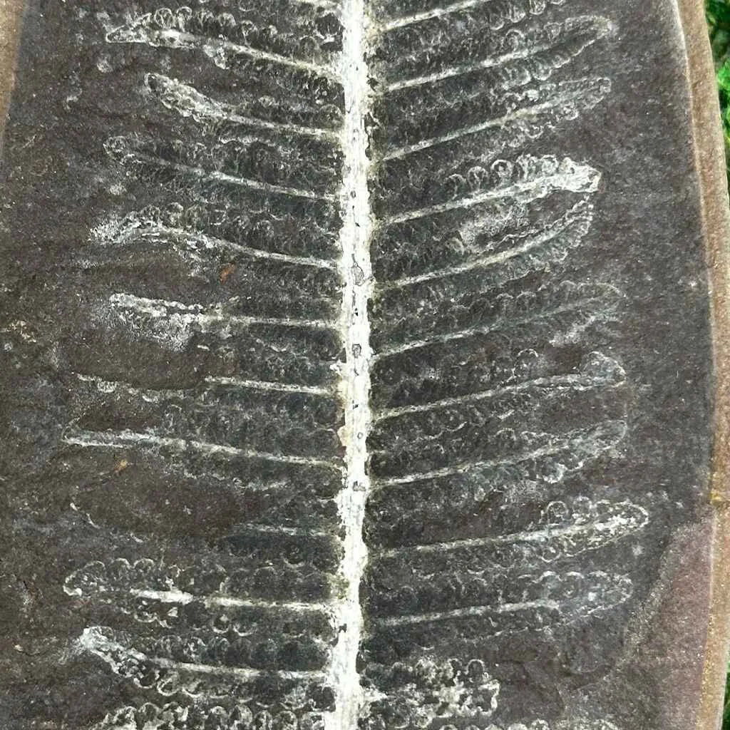 2.25" Illinois Fern Fossils C