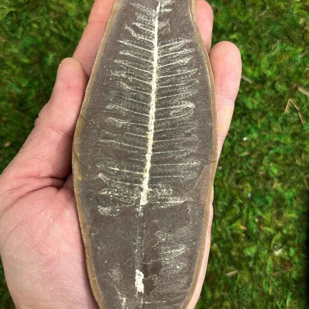 2.25" Illinois Fern Fossils C