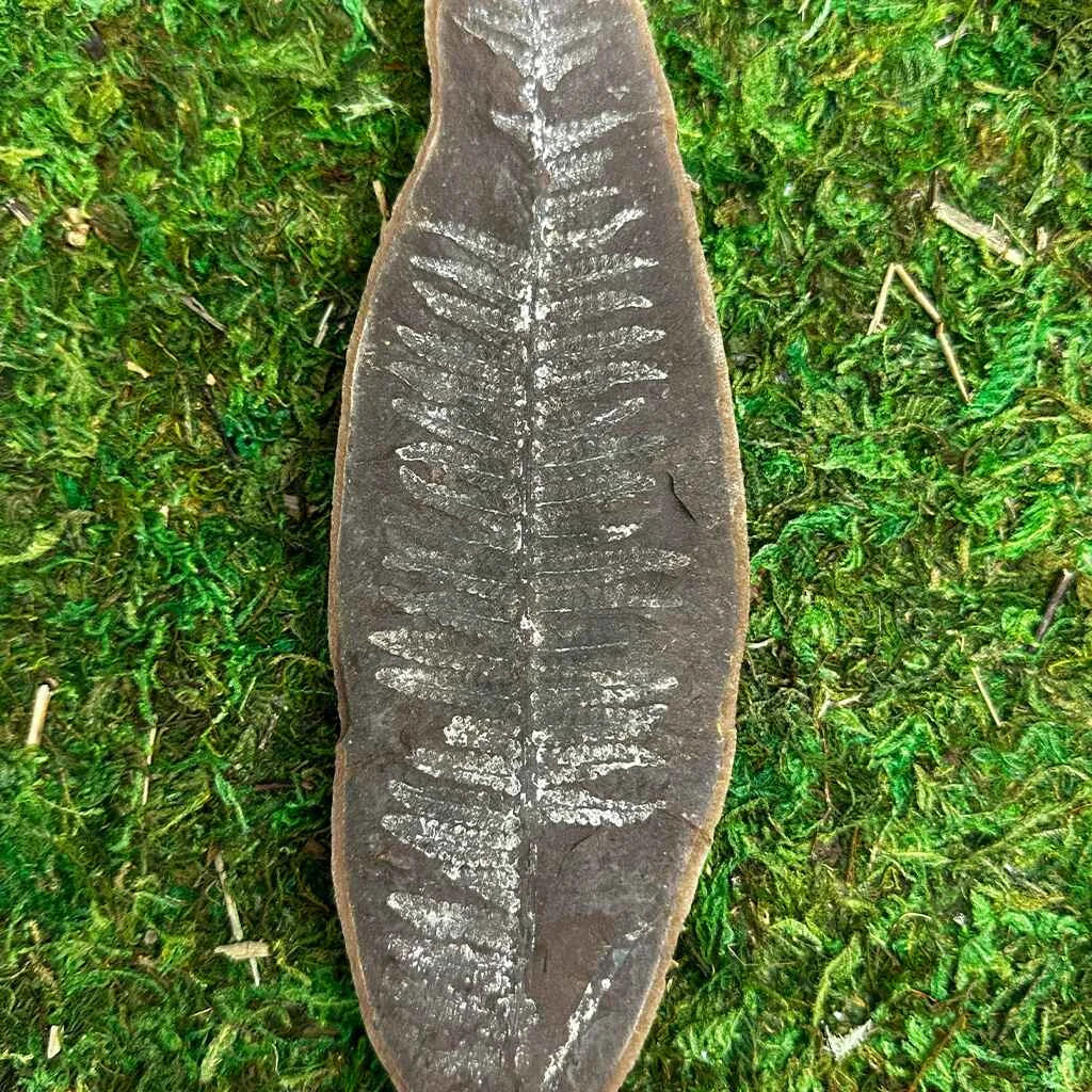 2.25" Illinois Fern Fossils C