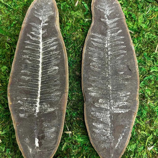 2.25" Illinois Fern Fossils C