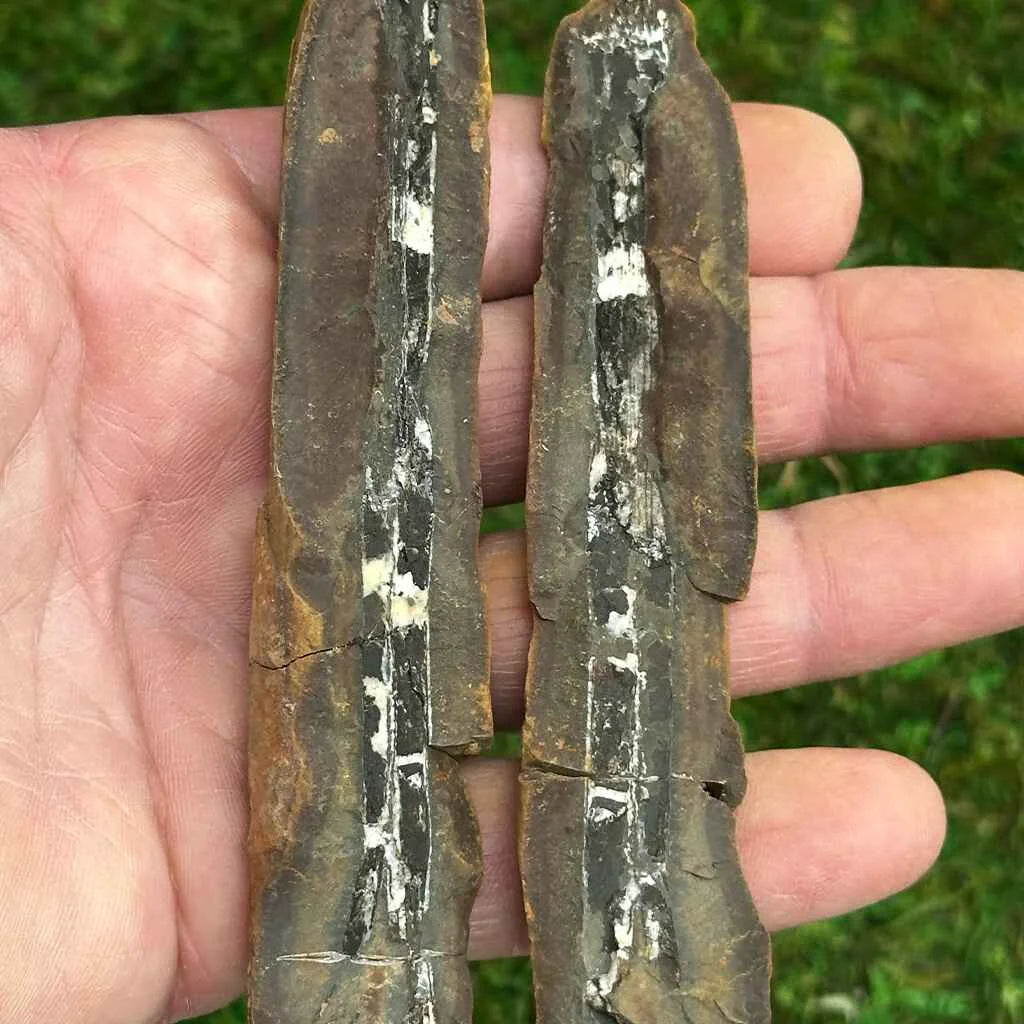 1" Illinois Fern Fossils E