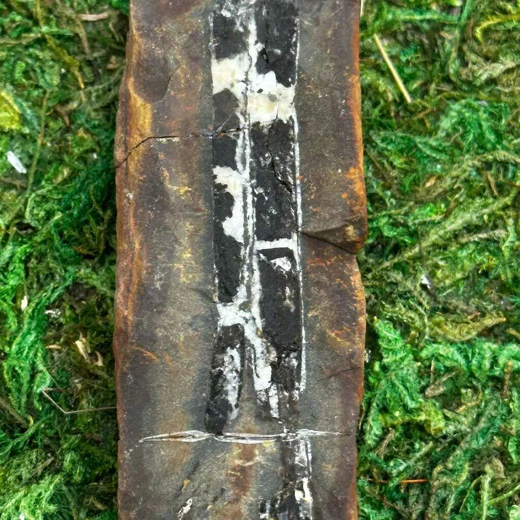 1" Illinois Fern Fossils E