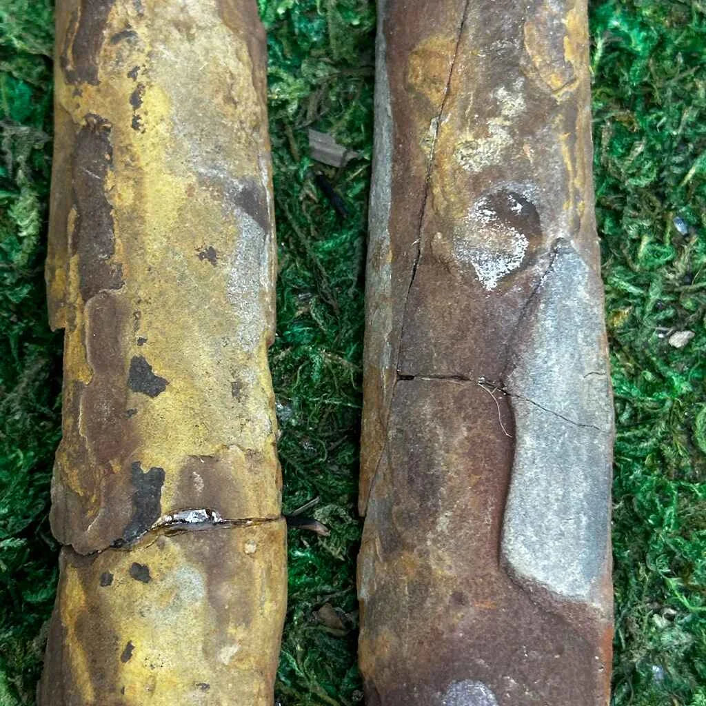 1" Illinois Fern Fossils E