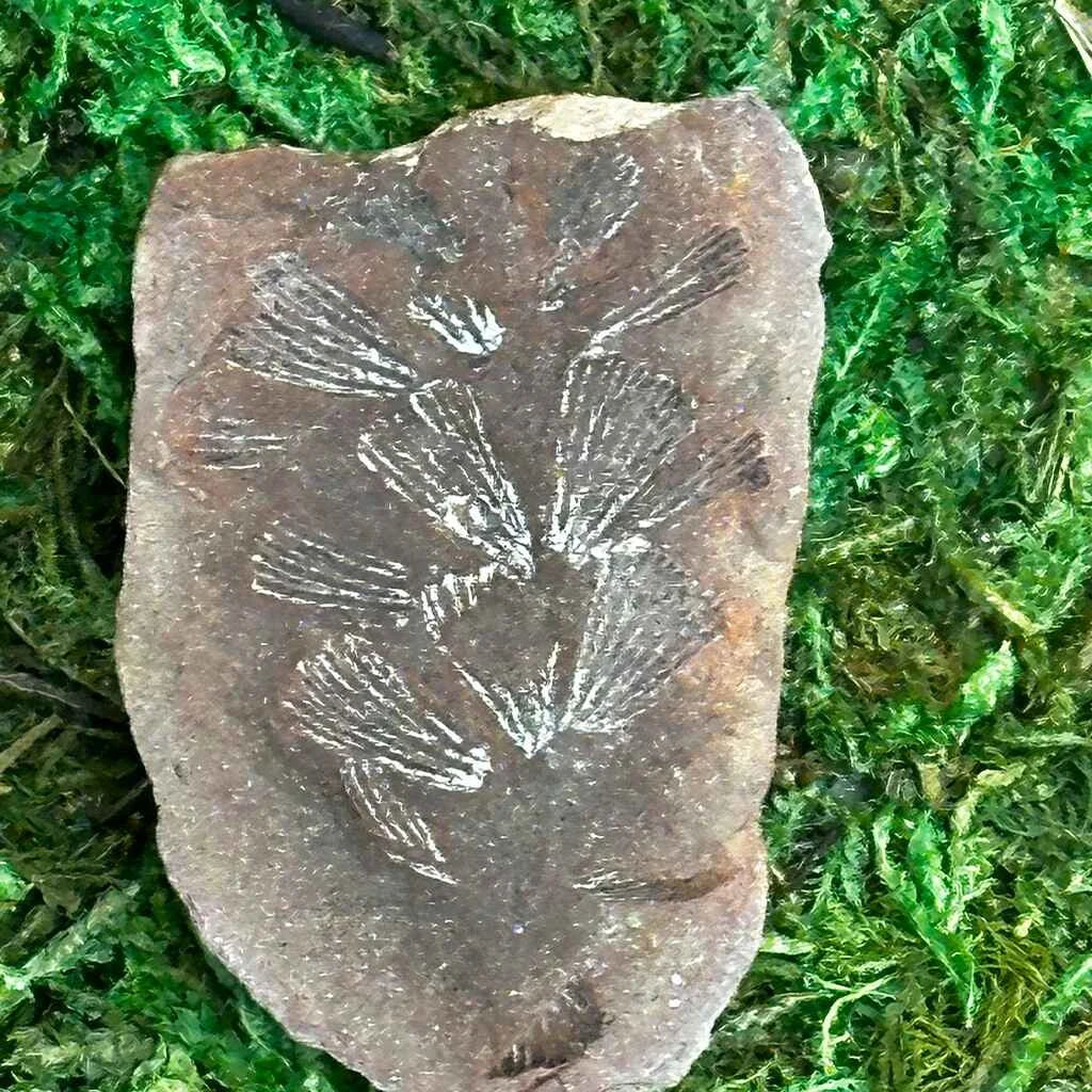 .75" Illinois Fern Fossils G