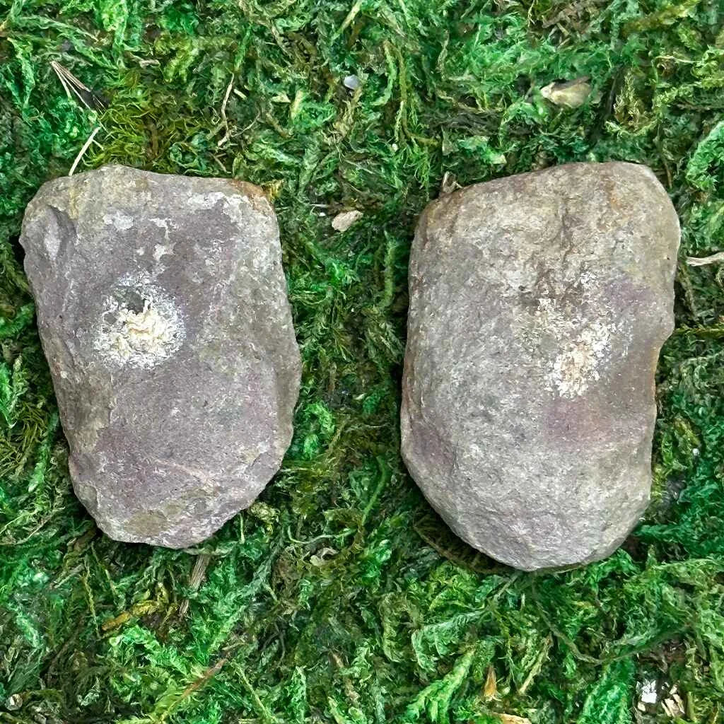 .75" Illinois Fern Fossils G