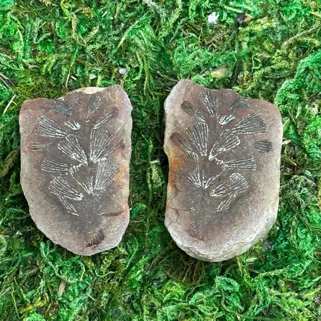 .75" Illinois Fern Fossils G