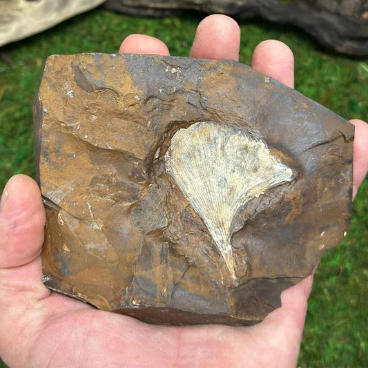 3.5" Ginkgo Leaf Fossil C