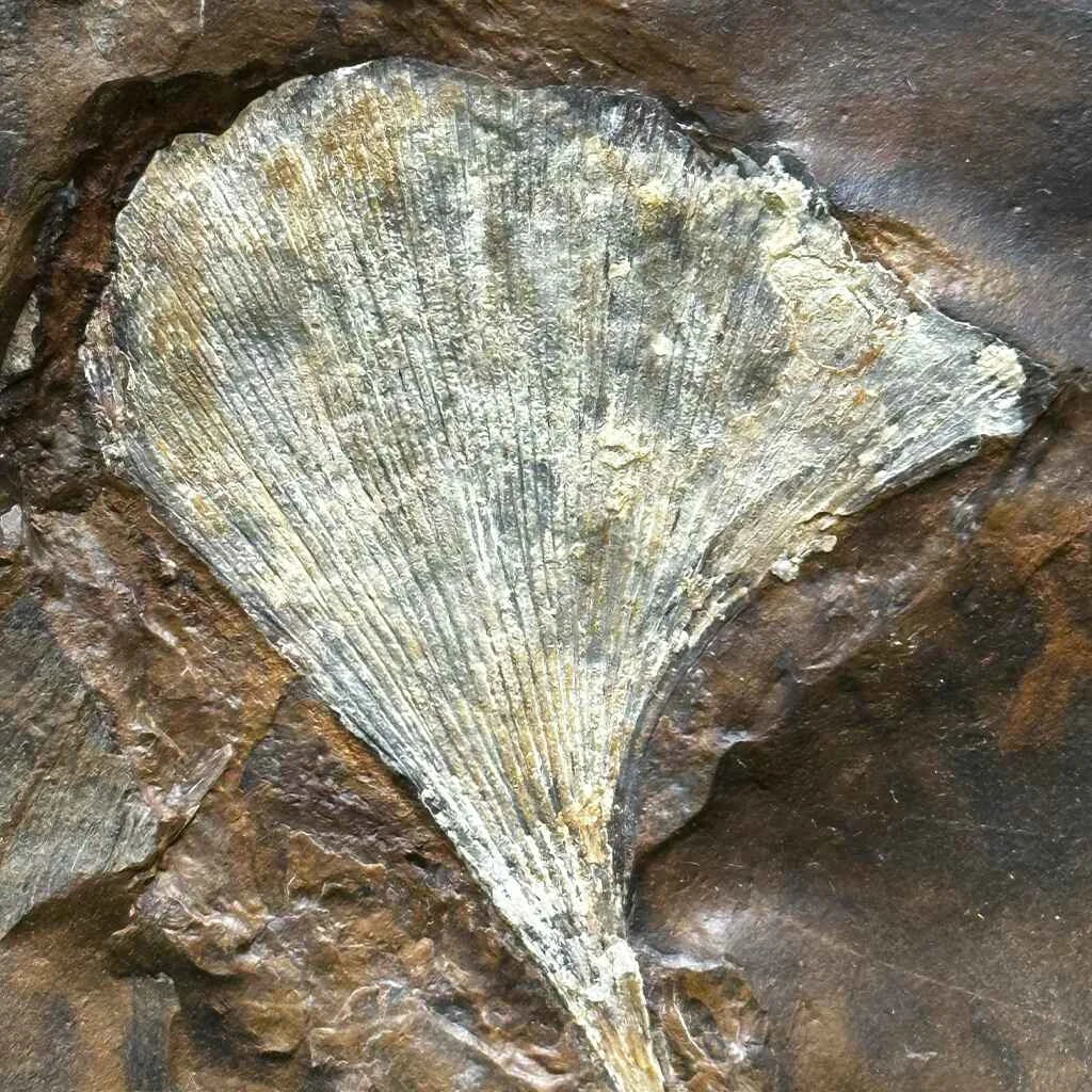 3.5" Ginkgo Leaf Fossil C