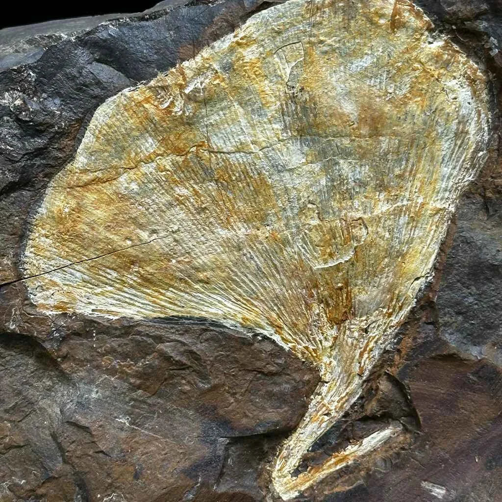 4.9" Ginkgo Leaf Fossil D