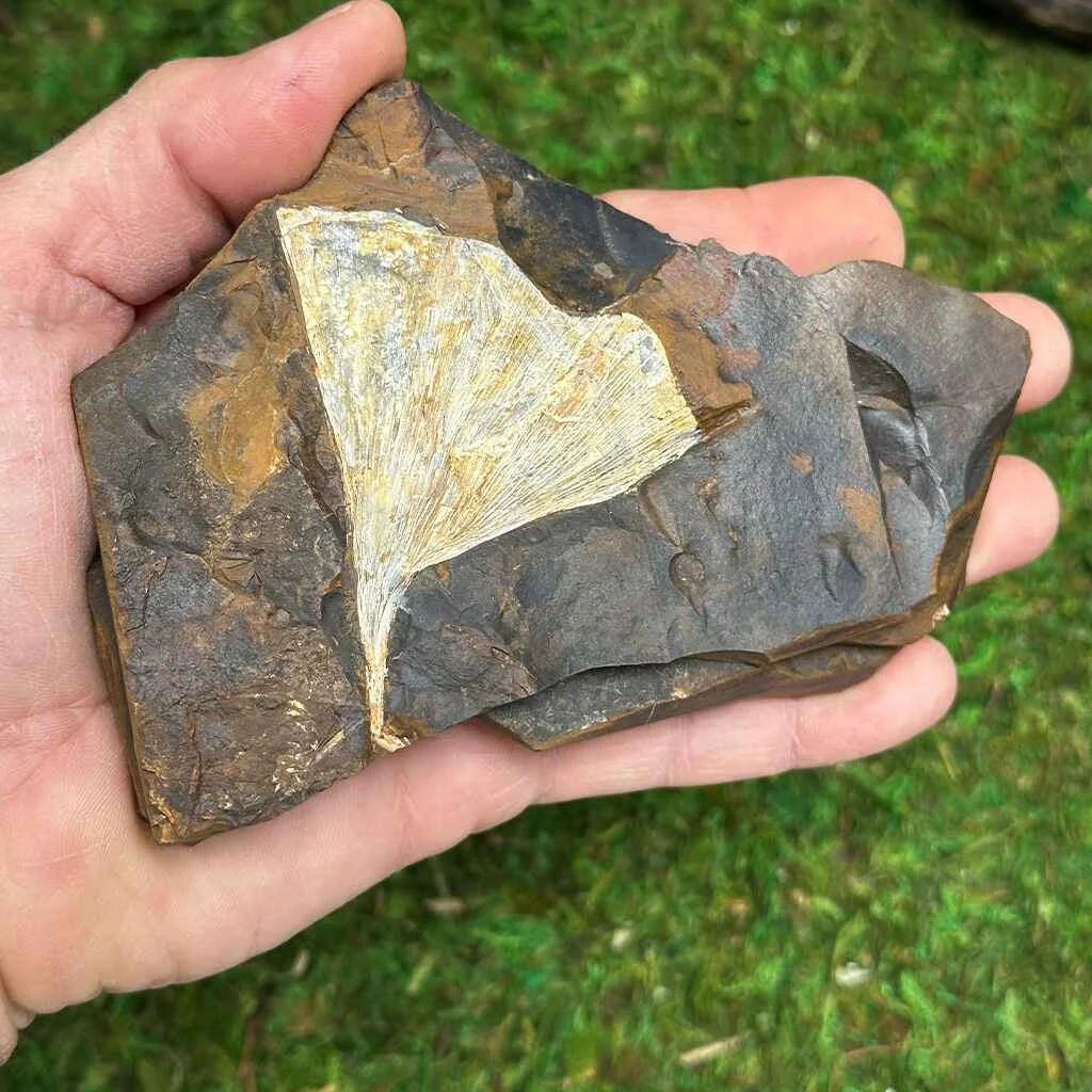 5.5" Ginkgo Leaf Fossil E